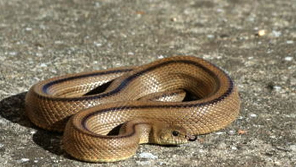 serpiente Maella,serpiente casa Maella, serpiente escalera