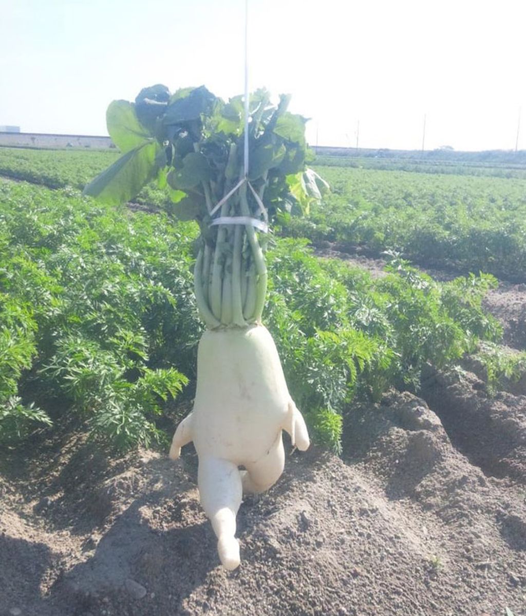 ¿Frutas y hortalizas?