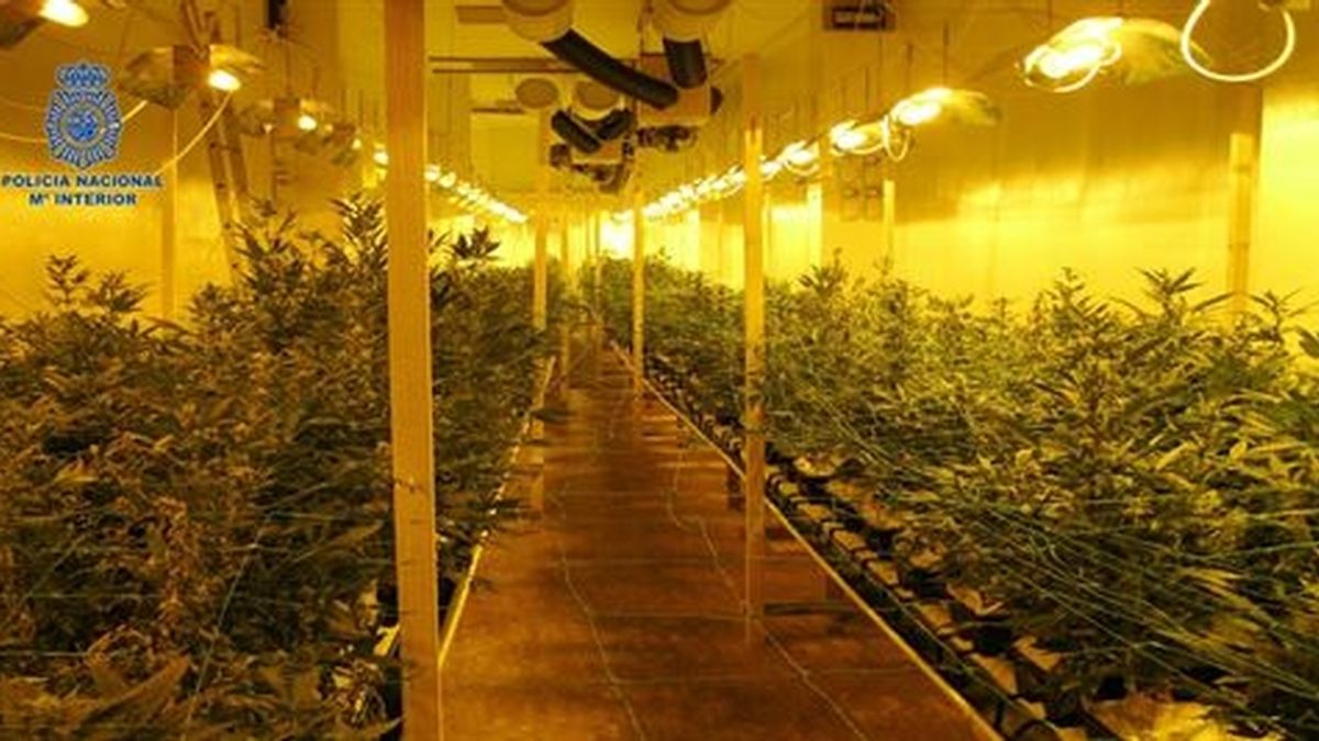 Desmantelan un invernadero de marihuana con más de 600 plantas en Valencia