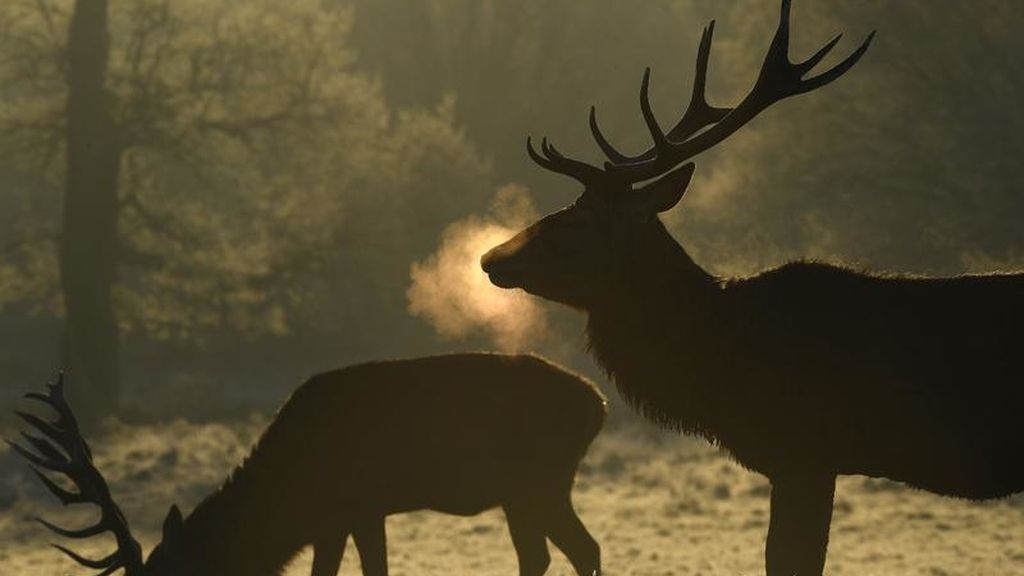Ciervos en el frío