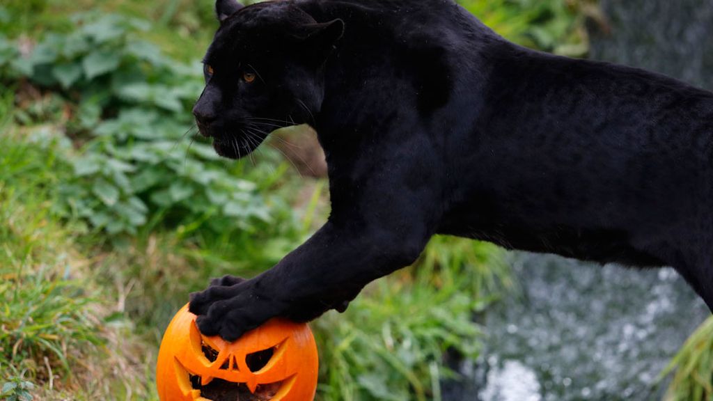 El jaguar de la calabaza