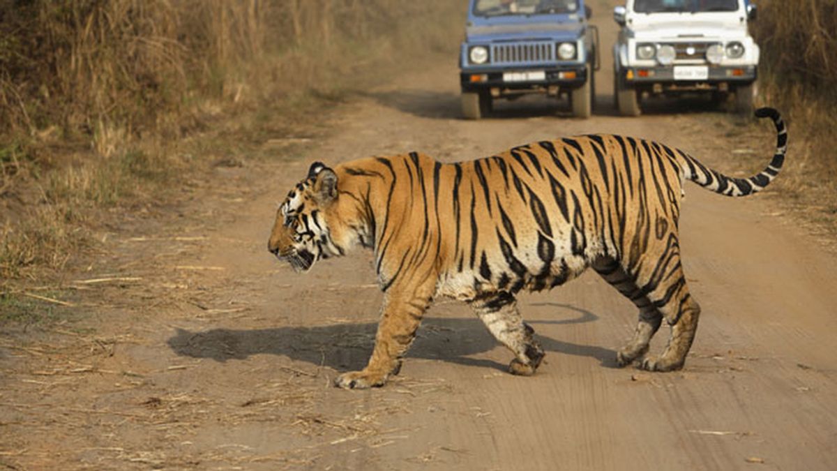 Tigre de Bengala, Bandhavgarh National Park Madhya Pradesh, en India