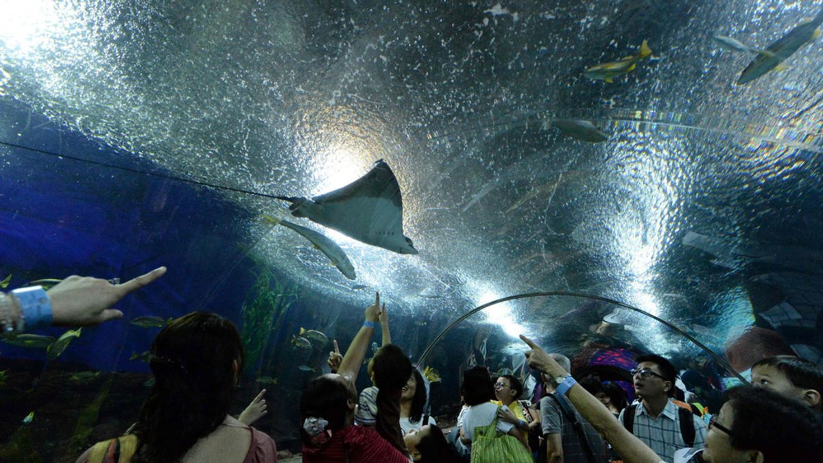 Acuario Singapur Underwater World