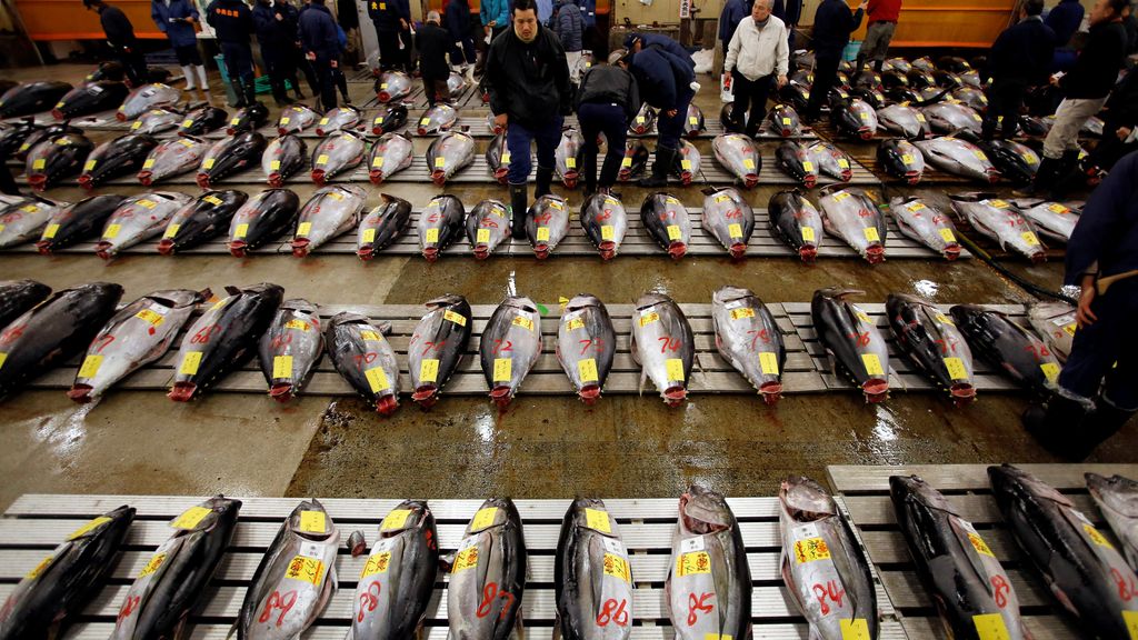 El precio del atún fresco, a subasta