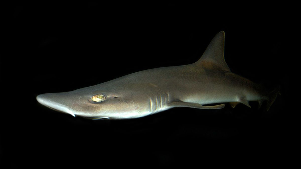 Dos adolescentes pierden un brazo en sendos ataques de tiburones en Carolina Del Norte