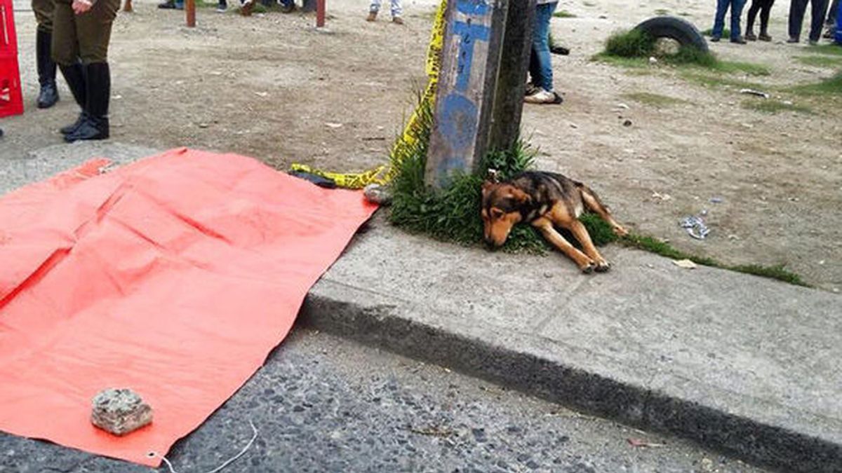 Un perro ‘vela’ el cadáver de su dueño recién atropellado