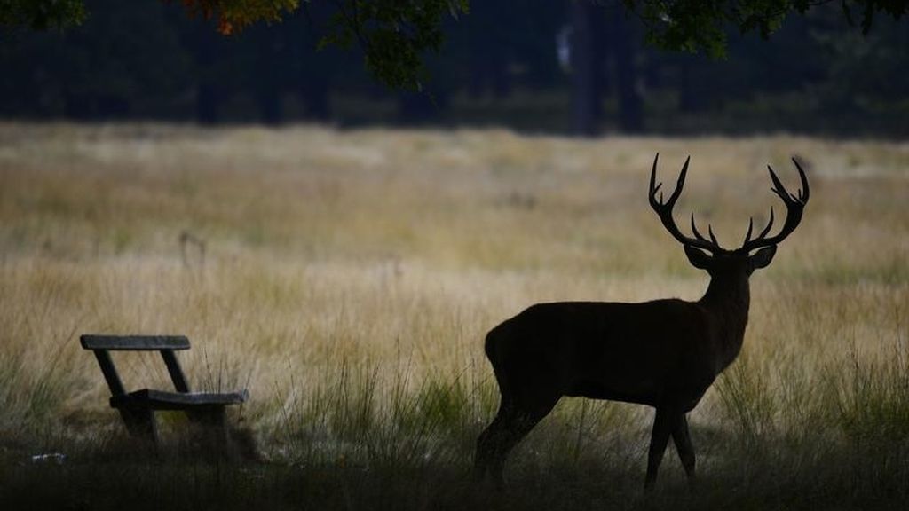 Un ciervo en la sombra