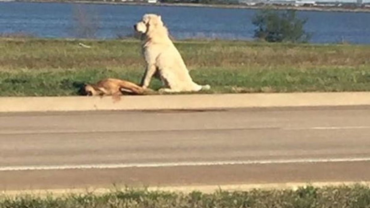 Un perro se niega a abandonar a su compañero muerto en la carretera