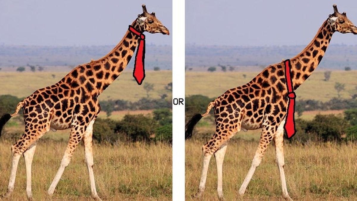 El divertido debate viral: ¿Dónde debería una jirafa llevar la corbata?