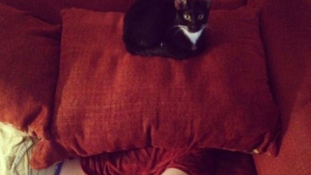 Gatos infernales: El lado oscuro de nuestra mascota