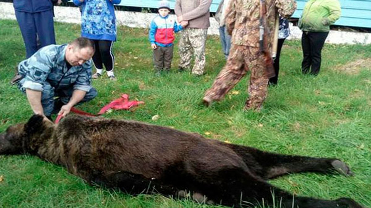 Estudiantes rusos se hacen 'selfies' con el cadáver de un oso que entró en su escuela