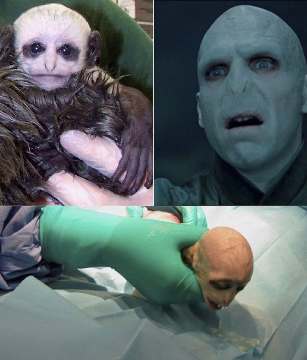 Montaje Voldemort y Voldemonkey Montaje Voldemort y Voldemonkey