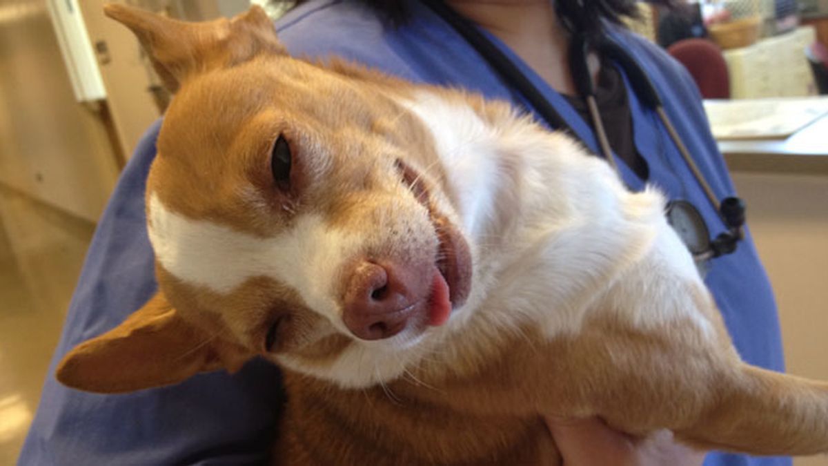 Peanut, el perro que se comió una galleta de marihuana y vuelve loco a las redes