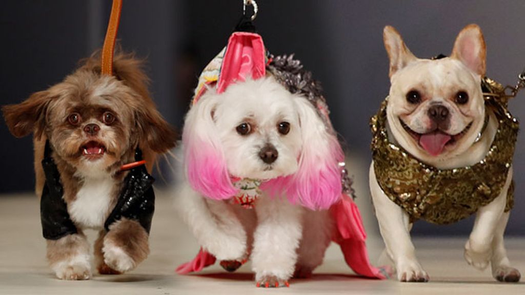 Sombreros, capas, tules, y lentejuelas son las propuestas para petcelebrities