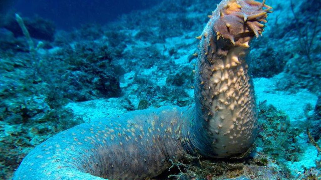 Las criaturas más terroríficas del océano