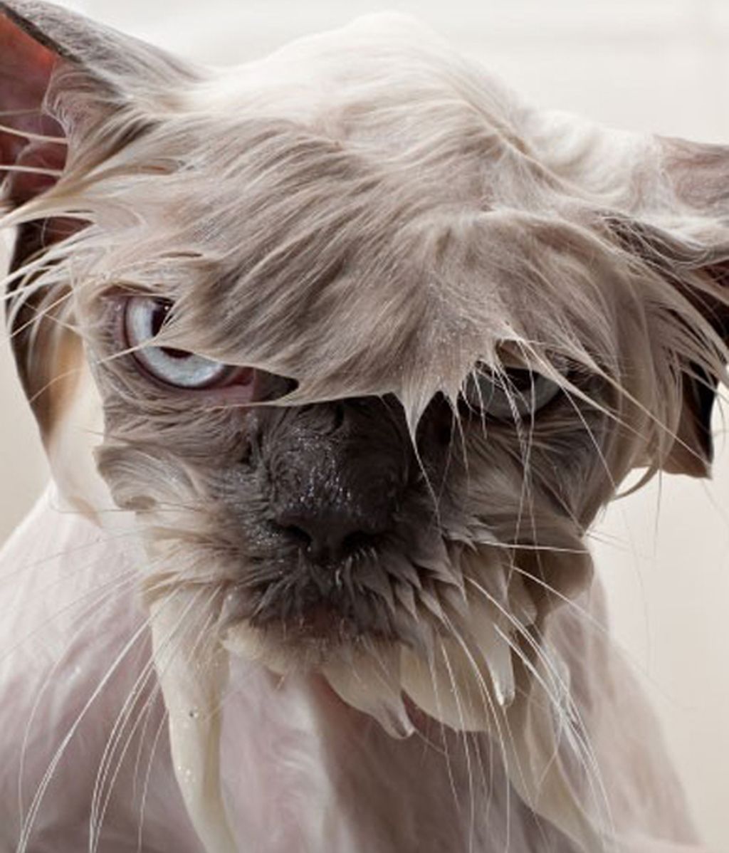 ¡Gatos pasados por agua!