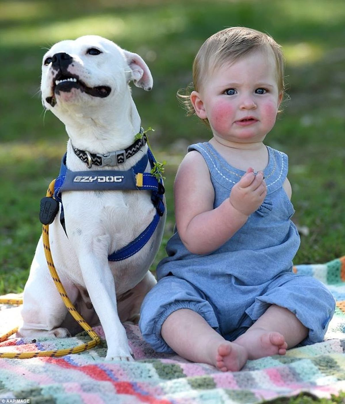 Esta niña encuentra a su alma gemela en un perro de tres patas