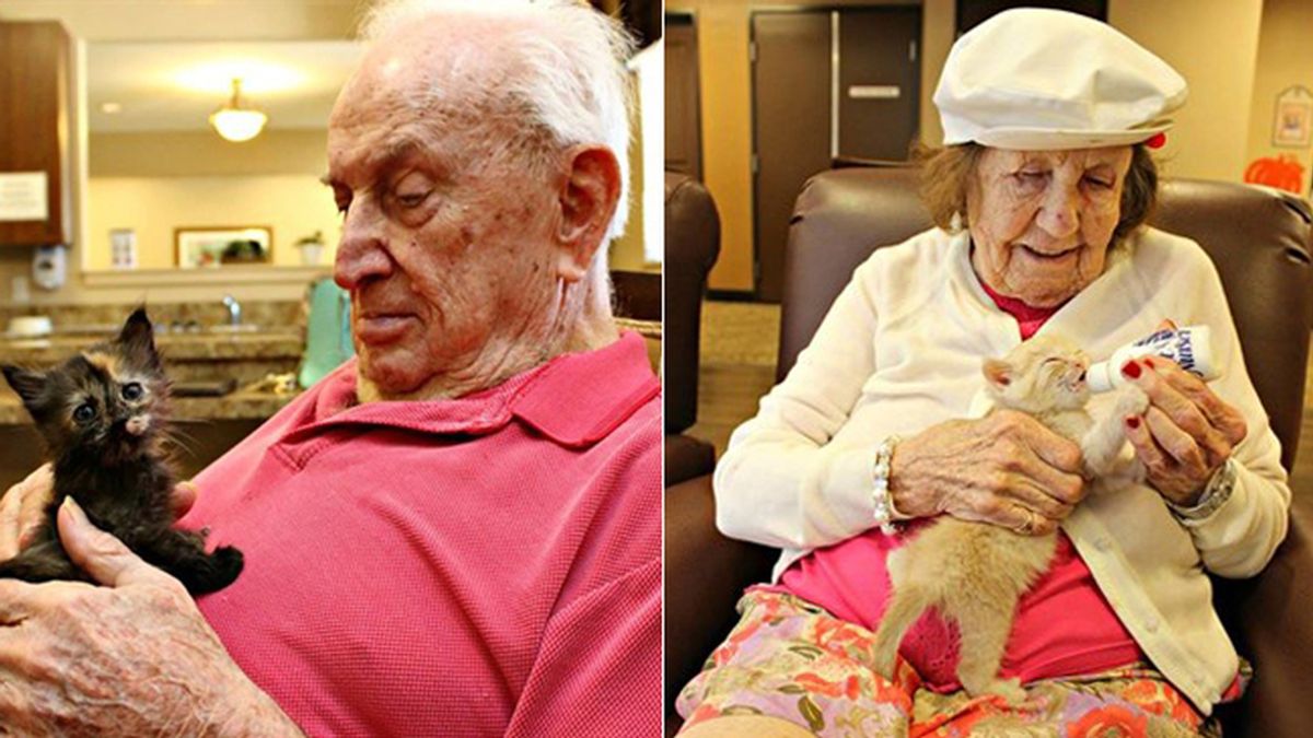 Gatos abandonados encuentran el cariño en una residencia de ancianos