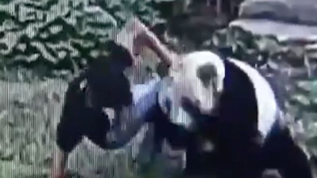 Pelea panda humano