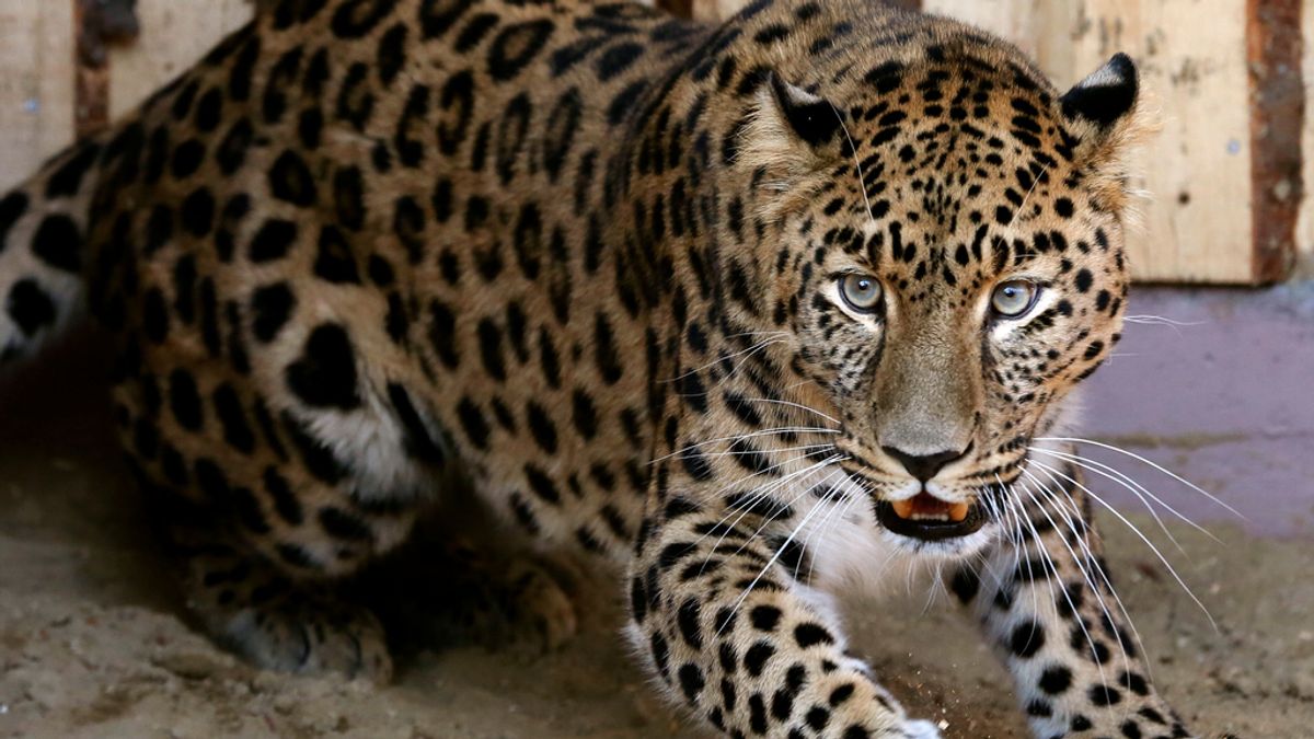 Leopardo