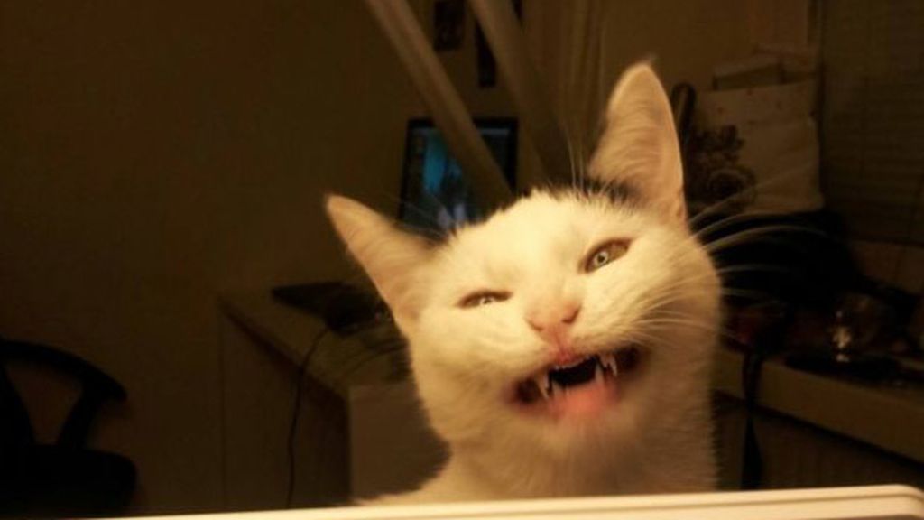 Gatos infernales: El lado oscuro de nuestra mascota