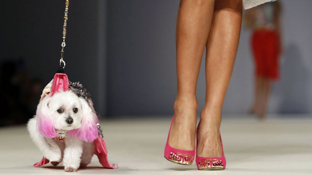 Sombreros, capas, tules, y lentejuelas son las propuestas para petcelebrities
