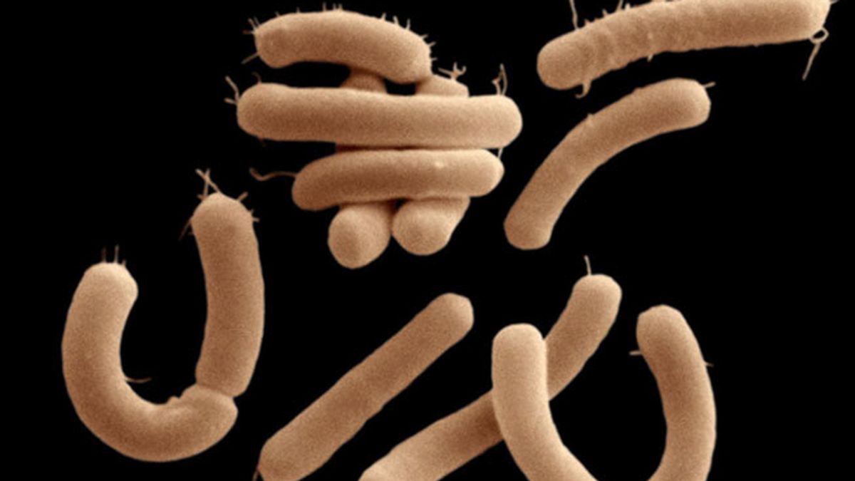 bacterias,bacterias intestinales