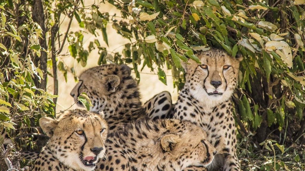 Masai Mara