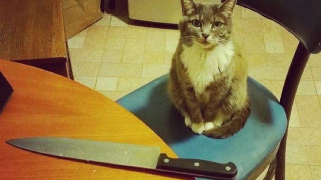 Gatos infernales: El lado oscuro de nuestra mascota Gatos infernales: El lado oscuro de nuestra mascota