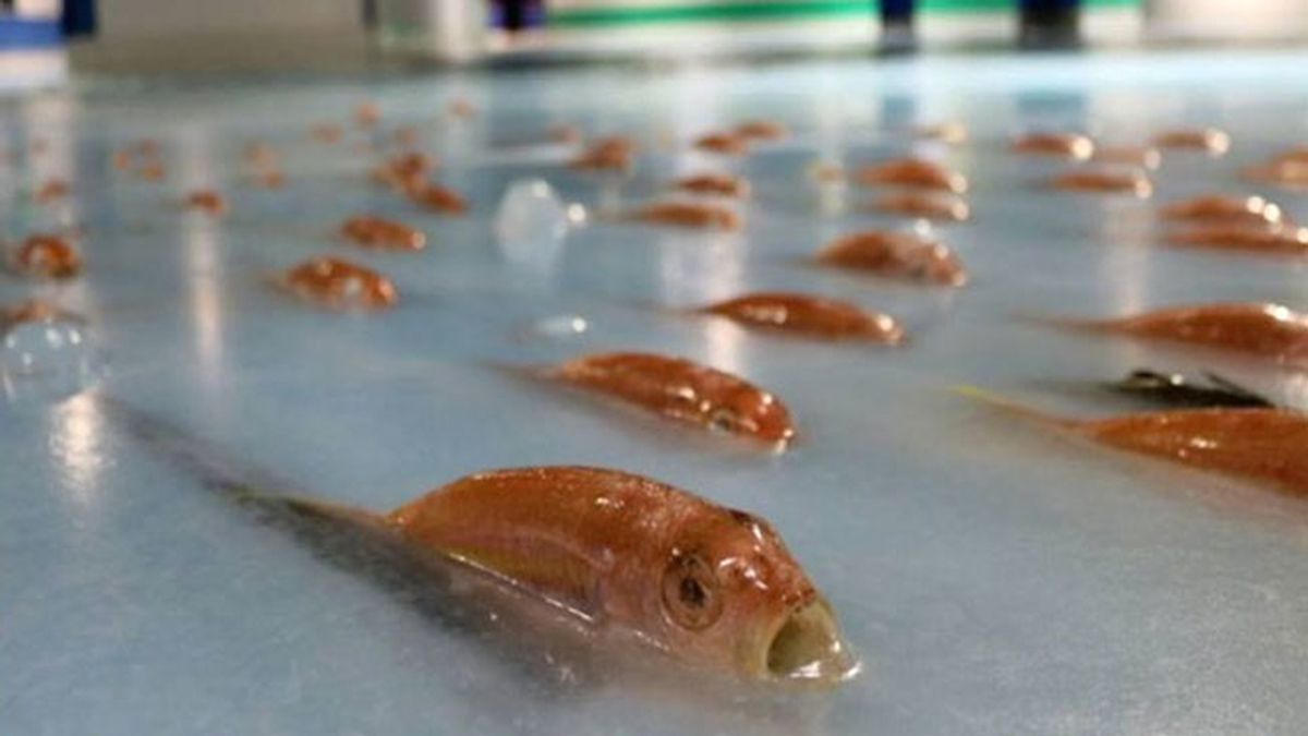 peces congelados