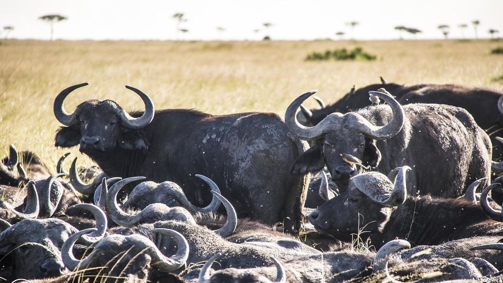 Masai Mara