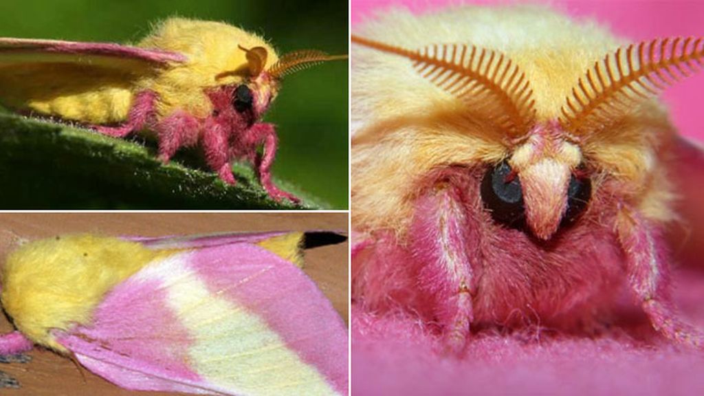 Mariposa rosada del arce (Dryocampa rubicunda)