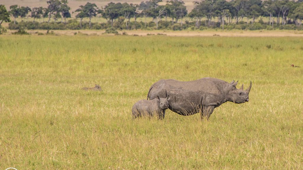 Masai Mara