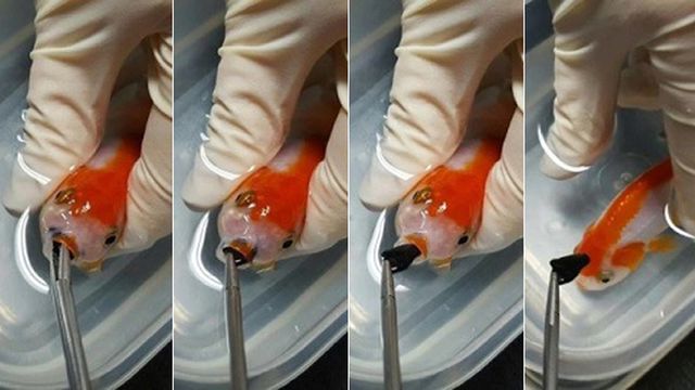 Sueldo De Un Veterinario En Australia