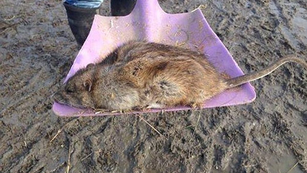 Súper ratas en Reino Unido Súper ratas en Reino Unido