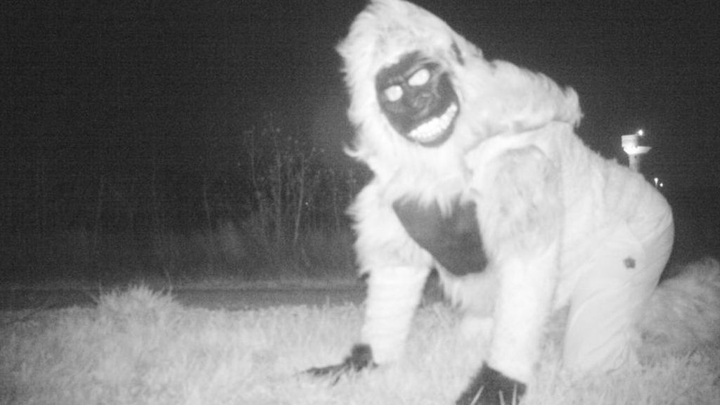 Colocan una cámara oculta para comprobar si hay pumas y graban imágenes que les arrancan una sonrisa