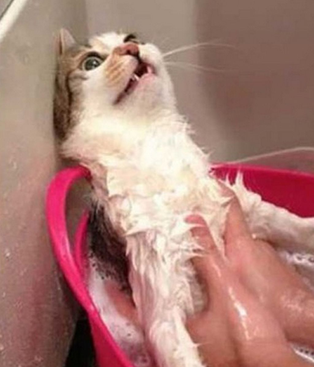 ¡Animales pasados por agua!