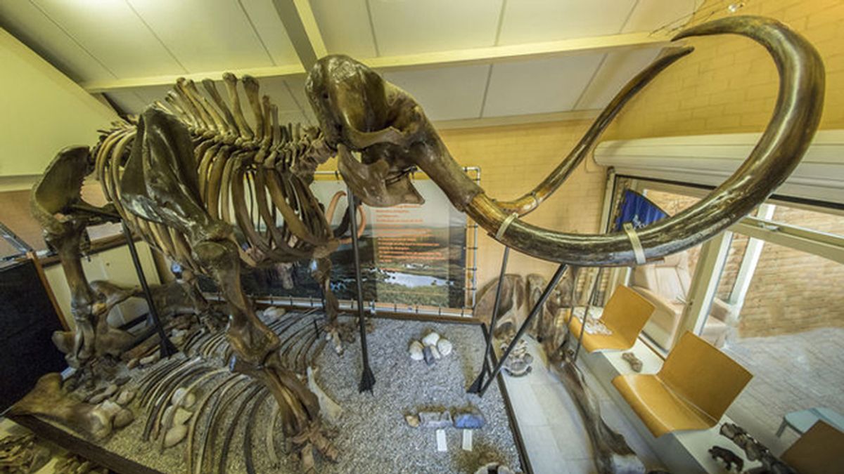 Se subasta el esqueleto de un mamut lanudo