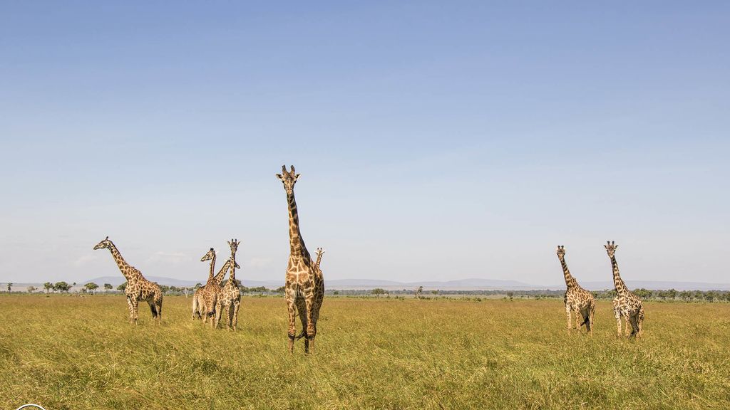 Masai Mara