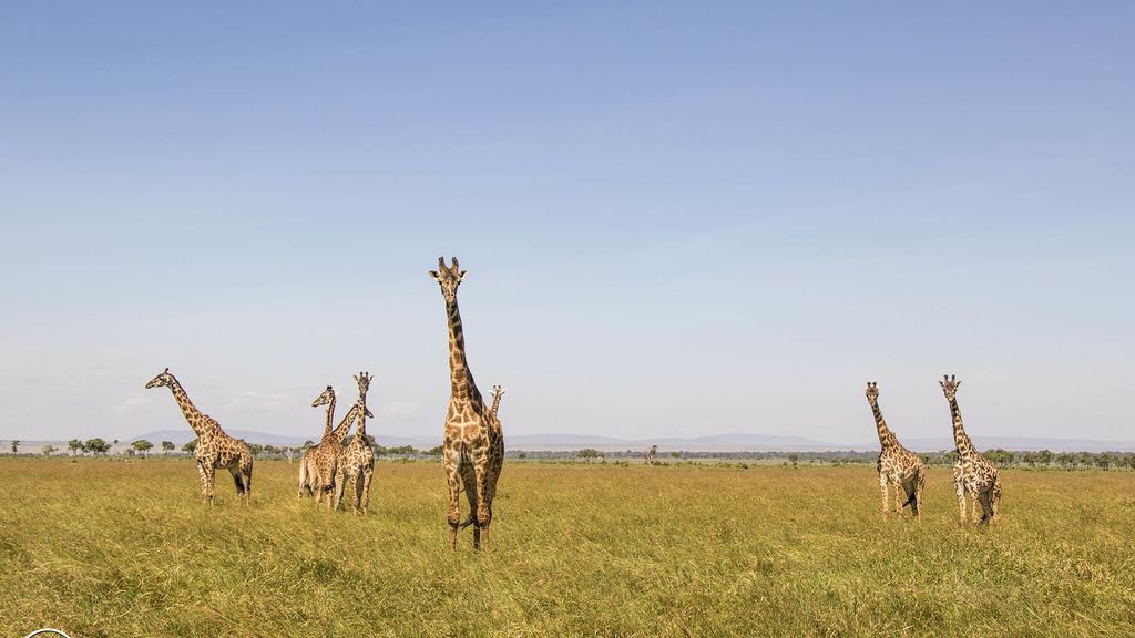 Masai Mara