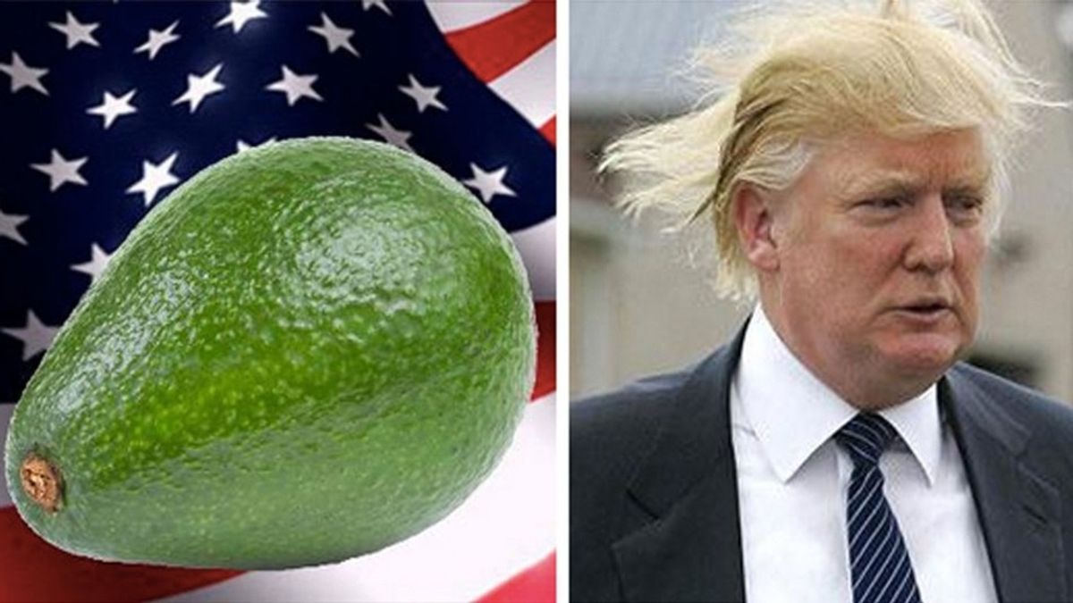 ¿A quién prefieres de presidente a Donald Trump o a un aguacate?