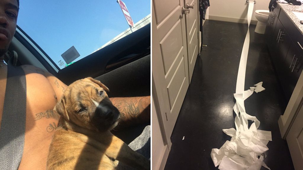 Un cachorro de Pitbull intenta limpiar sus necesidades tras ir al baño