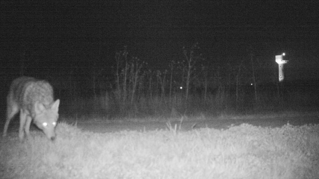 Colocan una cámara oculta para comprobar si hay pumas y graban imágenes que les arrancan una sonrisa