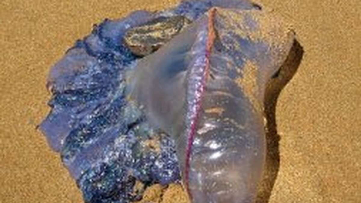 Medusas venenosas, podrían invadir las costas de Reino Unido