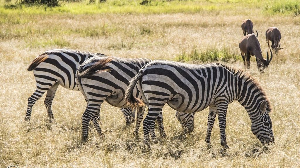 Masai Mara