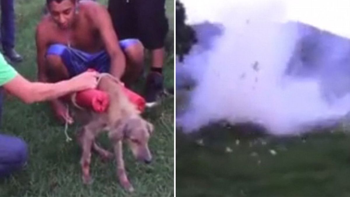 Varios jóvenes hacen explotar a un perro con varios cohetes de fuegos artificiales