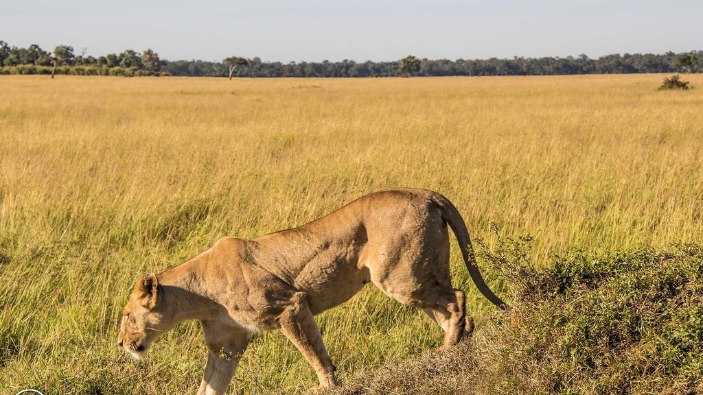 Masai Mara