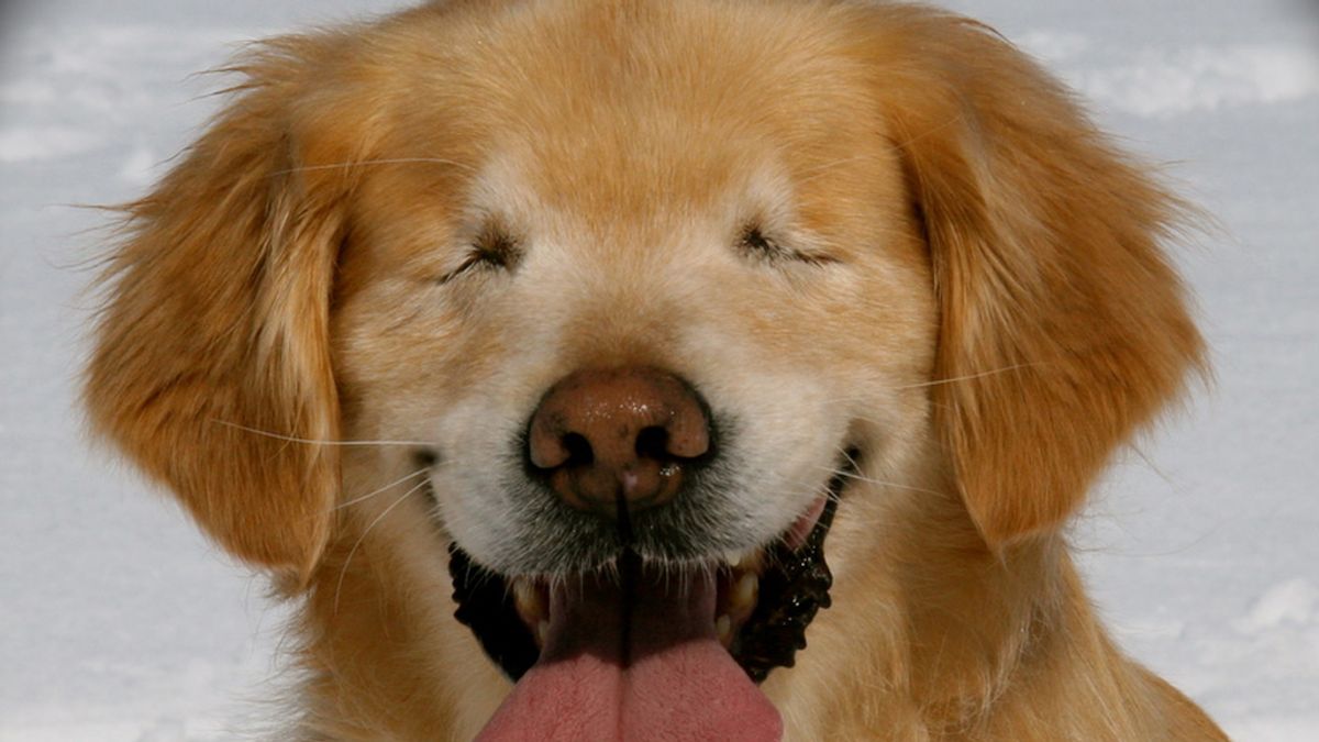 Smiley, el perro ciego que puede sonreir
