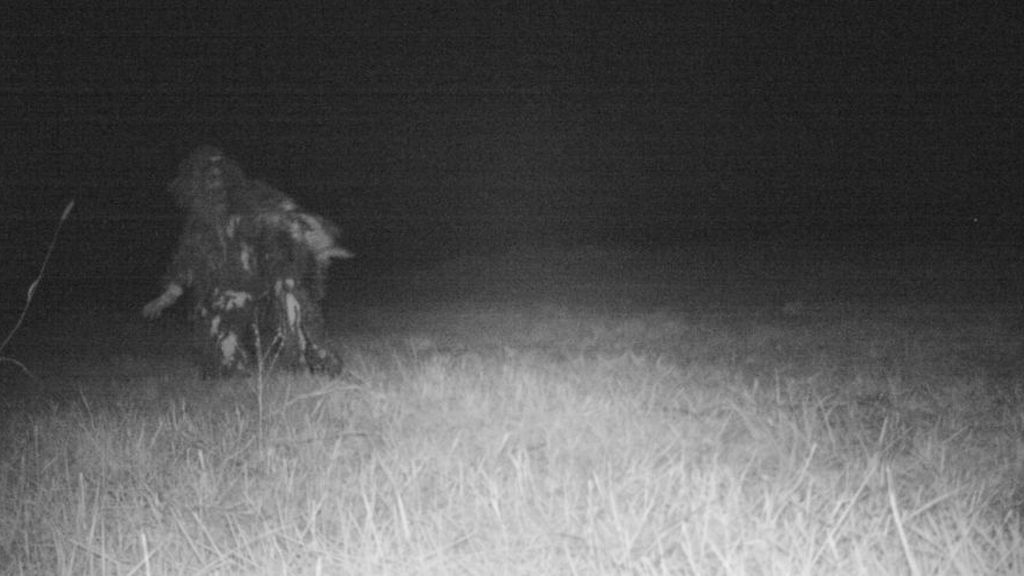 Colocan una cámara oculta para comprobar si hay pumas y graban imágenes que les arrancan una sonrisa