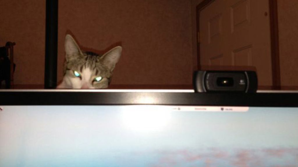 Gatos infernales: El lado oscuro de nuestra mascota